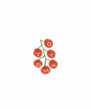 Cherry Tomato